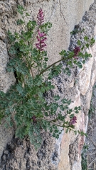 Fumaria officinalis