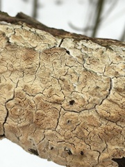 Xylobolus frustulatus