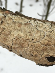 Xylobolus frustulatus