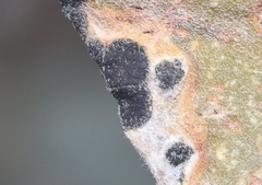 Coniothyrium