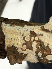 Xylobolus frustulatus