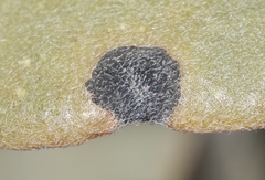 Coniothyrium