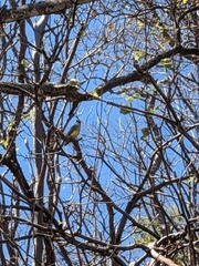 Pitangus sulphuratus