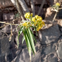 Barkleyanthus salicifolius