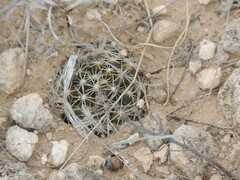 Escobaria missouriensis