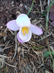Crocus carpetanus