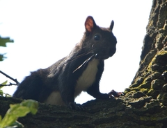 Sciurus vulgaris