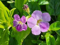 Asystasia gangetica