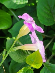 Asystasia gangetica