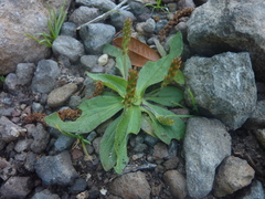 Plantago australis