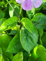 Asystasia gangetica