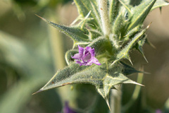 Salvia greatae