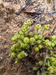 Euphorbia ipecacuanhae