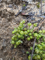 Euphorbia ipecacuanhae