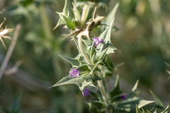 Salvia greatae