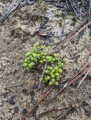Euphorbia ipecacuanhae
