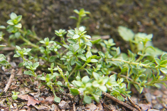 Arenaria serpyllifolia