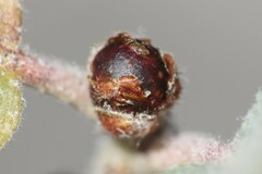 Neuroterus alexandrae