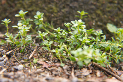 Arenaria serpyllifolia