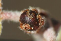 Neuroterus alexandrae