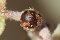 Neuroterus alexandrae