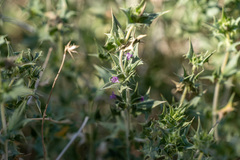 Salvia greatae