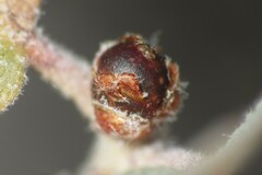 Neuroterus alexandrae