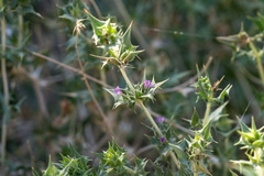 Salvia greatae