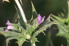Salvia greatae
