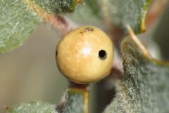 Andricus coconinoensis