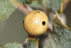 Andricus coconinoensis