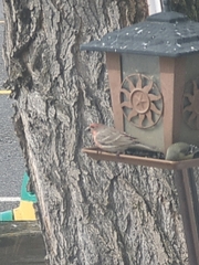 Haemorhous mexicanus