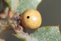 Andricus coconinoensis