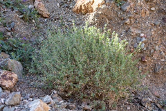Salvia greatae