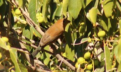 Passerina versicolor