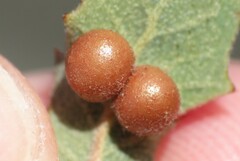 Sphaeroteras pulchripennis