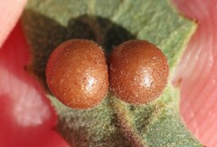 Sphaeroteras pulchripennis