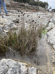 Echinodorus berteroi