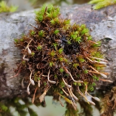 Ulota bruchii
