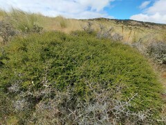 Coprosma cheesemanii