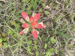 Castilleja indivisa