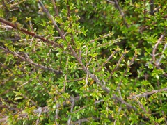 Coprosma cheesemanii