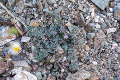 Gilia stellata