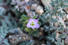 Gilia stellata
