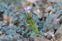 Gilia stellata