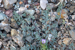 Gilia stellata