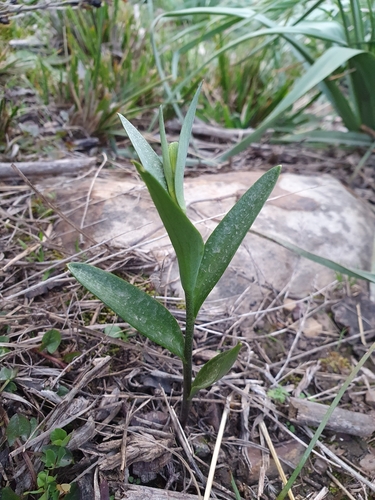 Fritillaria image