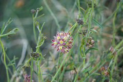 Funastrum hirtellum