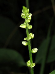 Pupalia lappacea