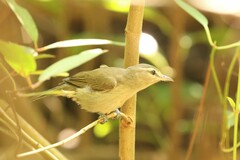 Vireo magister